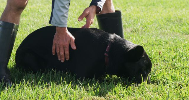 Caucasian man attends to a dog outdoors. He demonstrates care for the animal on a sunny day on the grass.