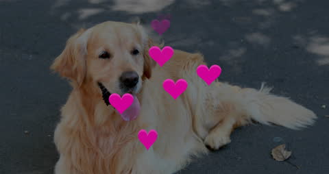 Golden Retriever Relaxing with Love Symbol overlaid