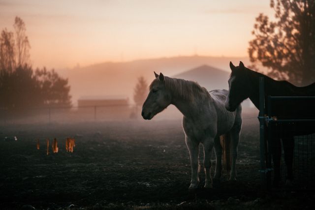 Horses Standing in Misty Pasture at Sunrise - Download Free Stock Photos Pikwizard.com