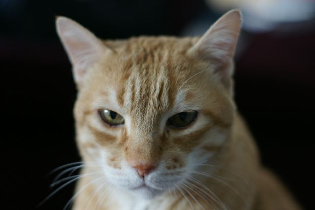 Close-up of serious orange tabby cat with piercing eyes. Captures feline personality and expression, ideal for use in pet-related content, blogs, websites, or social media emphasizing the unique character of cats.