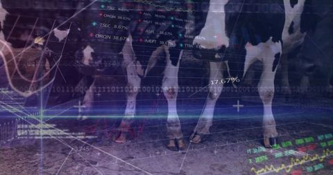 Holstein cow legs and data overlay highlight agricultural analytics