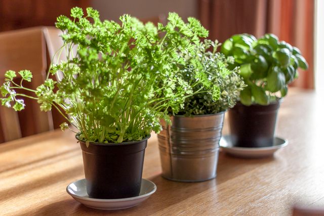 Pictured are three types of potted herbs, including parsley and basil, placed on a wooden dining table. The plants, displayed in plastic and metal pots with saucers, bask in natural light streaming through a nearby window. This image is ideal for promoting indoor gardening, kitchen decorations, or healthy home living. Use this image to inspire indoor gardening enthusiasts or to elevate content related to home decor and healthy living.