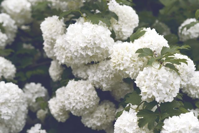 Close-Up of Snowball Bush Blossoming in Garden - Download Free Stock Photos Pikwizard.com