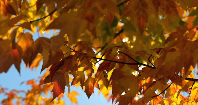 Photo showing the vibrant hues of autumn leaves on a tree. Great for use in seasonal promotions, nature-themed articles, outdoor activities advertisements, or as a background for autumn-related designs.