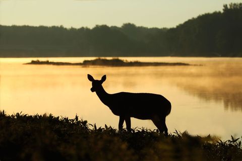 Peaceful deer silhouette standing by misty lake at golden sunrise tranquil wildlife scene