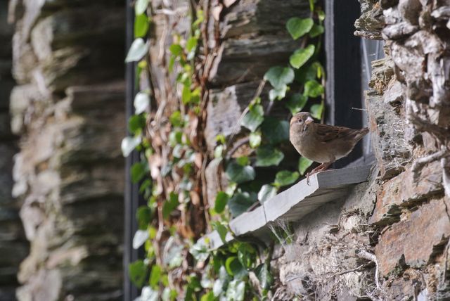 Sparrow Perching on Old Stone Building with Ivy - Download Free Stock Photos Pikwizard.com