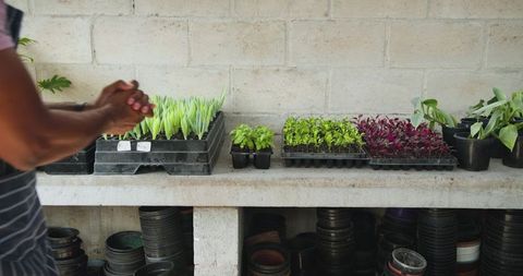 Gardener wearing apron organizing plant seedlings on table