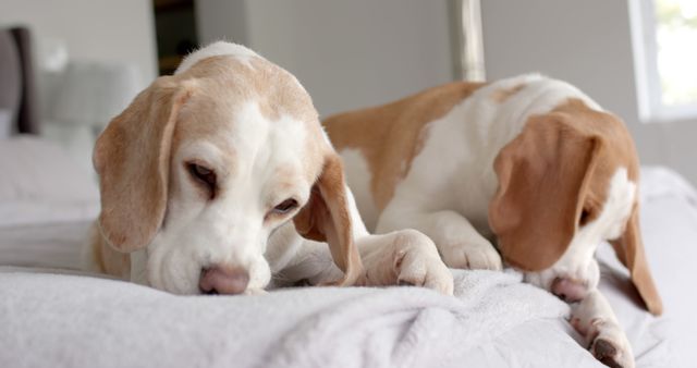 Two beagle dogs lying on bed, appearing relaxed and at peace. This can be used for themes around pet care, animal companionships, indoor pet living, and promoting a comfortable and homely atmosphere.
