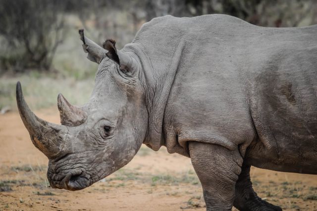 This image showcases a magnificent rhino in its natural habitat. The close-up view allows you to appreciate the details of its rough skin and impressive horns. Ideal for use in wildlife conservation campaigns, educational materials about rhinos, travel brochures promoting safaris, or nature-related articles and documentaries.