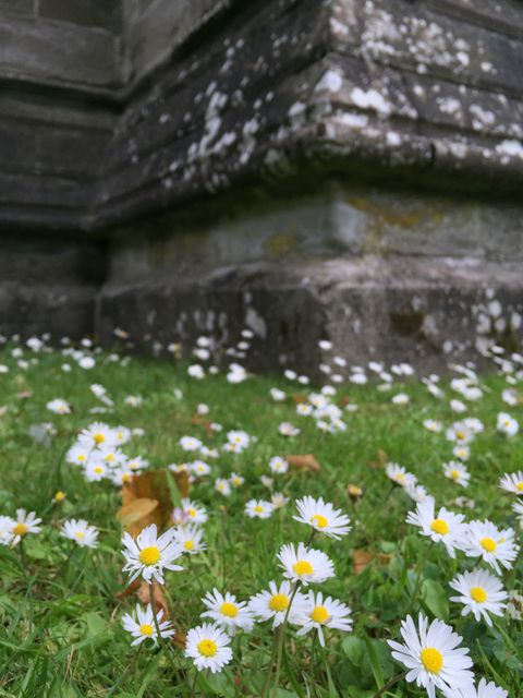 Daisies are blooming beside an old stone wall. The scene includes bright white and yellow daisies scattered across a lush green grass, suggesting warmth and growth. Suitable for themes related to nature, tranquility, and the beauty of wild flora. Ideal for backgrounds, eco-friendly advertisements, gardening blogs, or seasonal articles.