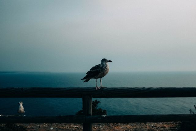 Seagull perching on wooden railing with an expansive view of the ocean and a clear horizon, creating a serene and tranquil coastal scene. Perfect for use in travel blogs, nature websites, postcards, or any project needing a peaceful seaside atmosphere.