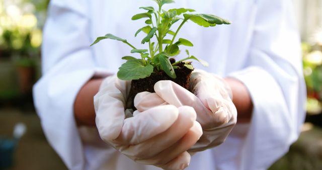 Scientist in protective gloves holding a young plant for research and biotechnology studies in a lab. Useful for illustrating concepts of scientific research, environmental conservation, sustainability, and biotechnology development. Could be used in articles, educational materials, and promotional content related to science, environmental research, and sustainable practices.