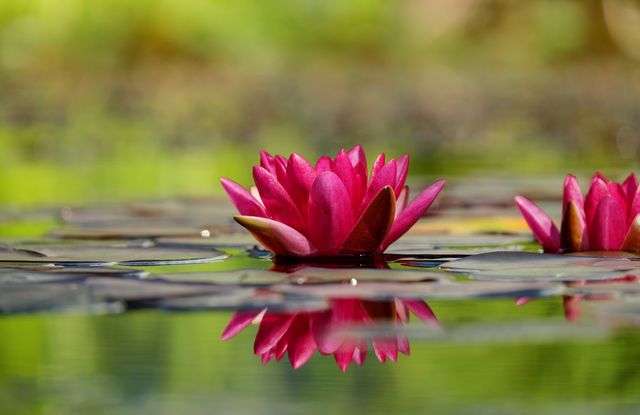 Red water lily blooming on calm pond reflects tranquil and serene nature vibe. Ideal for garden-themed projects, natural beauty concepts, wellness content, and tranquil designs. Perfect for posts about outdoor relaxation, aquatic plants, or summer season scenery.