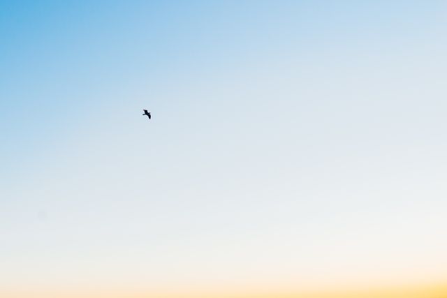 This minimalist image of a solitary bird soaring in the clear blue sky at sunset evokes feelings of tranquility and freedom. Ideal for use in projects emphasizing serenity, solitude, nature, and minimalistic designs. Perfect for illustrating concepts like loneliness, peace, and aspiration.