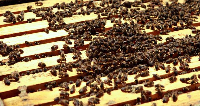 Close-Up of Buzzing Honeybees on Wooden Frames in Apiary - Download Free Stock Images Pikwizard.com