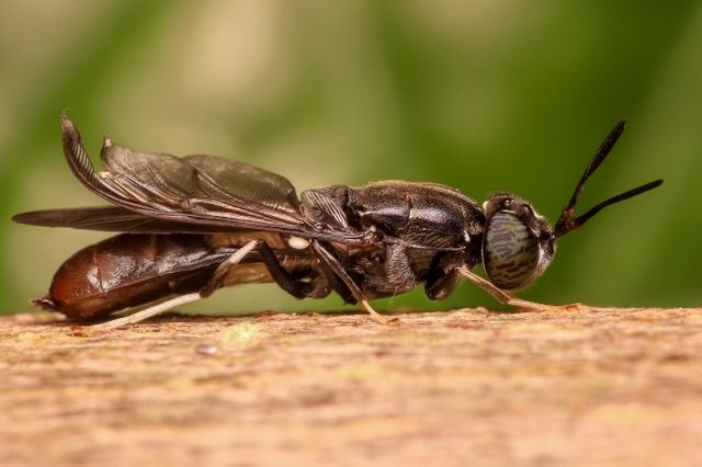 This highly detailed macro image showcases an adult black soldier fly resting on a wooden surface. Ideal for entomological studies, educational materials on insects, and articles about organic waste decomposition and natural ecosystems. The image's sharp focus on the fly's intricate body detail makes it a fantastic choice for scientific presentations and environmental blogs.