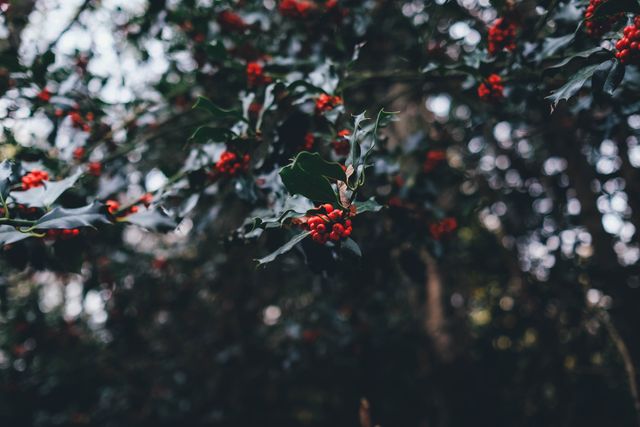 Shows close-up view of red holly berries on branches with green leaves. Background is blurred forest. This can be used for Christmas-themed designs, holiday season cards, nature backgrounds, and botanical studies.