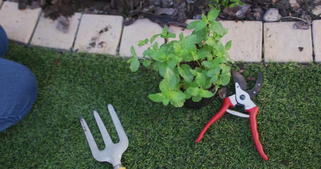 Person using gardening tools preparing to plant a green plant in a well-maintained home garden. Useful for content related to gardening tips, outdoor activities, DIY projects, horticulture, and home improvement.
