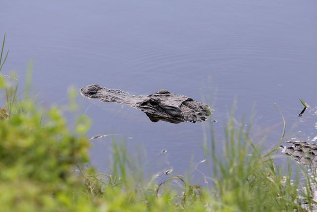 CAPE CANAVERAL, Fla. -   An alligator looks warily at the photographer who's spotted the familiar head in a drainage canal on NASA's Kennedy Space Center in Florida.  A protected species, alligators can be spotted in the drainage canals and other waters surrounding KSC.  The center shares a boundary with the Merritt Island Wildlife Nature Refuge, which is a habitat for more than 310 species of birds, 25 mammals, 117 fishes and 65 amphibians and reptiles. Photo credit: NASA/Dimitri Gerondidakis