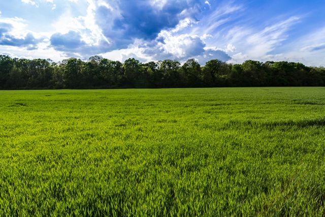 The image depicts a vast green field under a partly cloudy blue sky on a sunny day. The fresh grassland stretches towards the horizon, bordered by a line of trees. Ideal for use in nature-themed content, climate discussions, agricultural promotions, environmental blogs, and peaceful outdoor scenes.