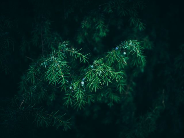 Close-up of Pine Tree Branches with Dark Background - Download Free Stock Photos Pikwizard.com