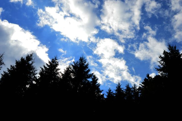 Silhouette of evergreen trees creating a dark outline against a vivid blue sky with fluffy white clouds. This scenic view evokes feelings of calmness and tranquility, making it ideal for use in projects related to nature, environment, relaxation, and outdoor activities.