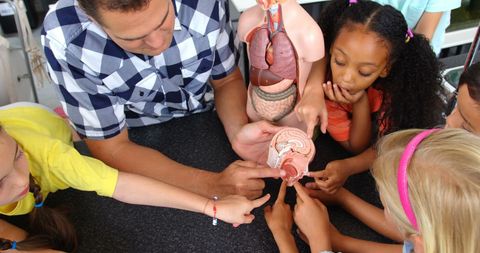 Teacher demonstrating human brain model to engaged children