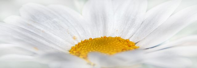 This striking close-up of a white daisy with a vibrant yellow center is perfect for websites, blogs, or social media highlighting gardening, nature, and floral beauty. It can be used for environmental awareness campaigns, botanical articles, or as an aesthetic background for various layouts.