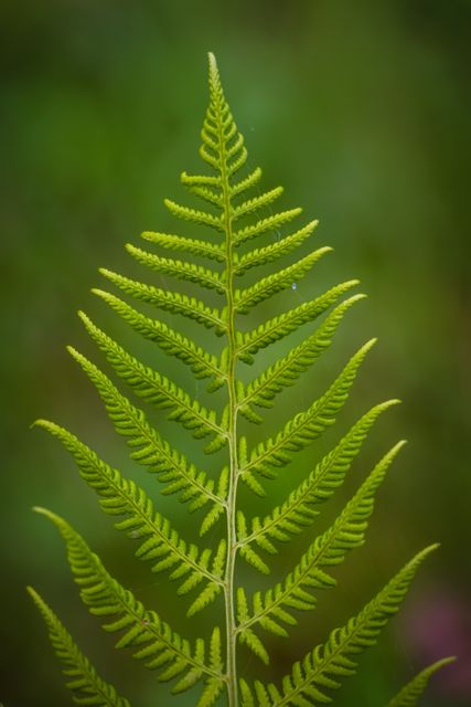 Image showcases a vibrant green fern leaf with intricate details on the foliage, ideal for nature-themed projects, botanical studies, background or wallpaper for eco-conscious campaigns, educational materials, or to beautify travel blogs.