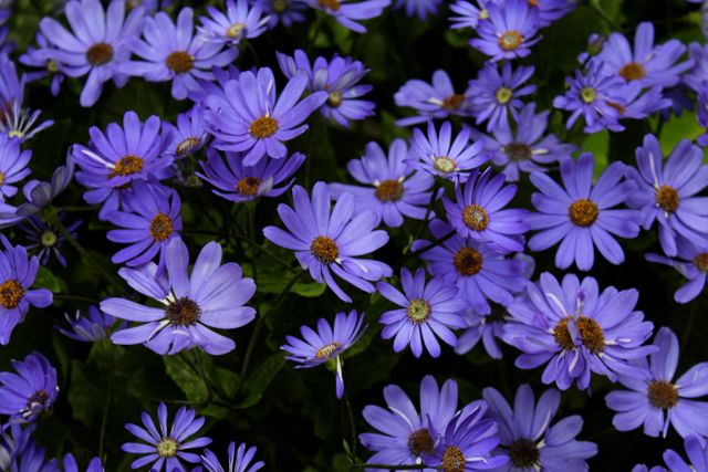 Close-up of vibrant purple daisy flowers in full bloom - Download Free Stock Photos Pikwizard.com