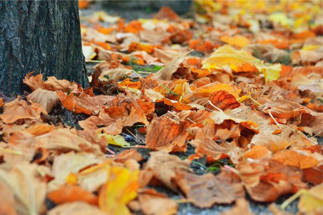 This image depicts a close-up of vibrant autumn leaves scattered on the ground near a tree trunk. Ideal for illustrating seasonal changes, nature themes, or outdoor scenery. Suitable for use in blogs, seasonal greetings, environmental campaigns, and nature-related content.