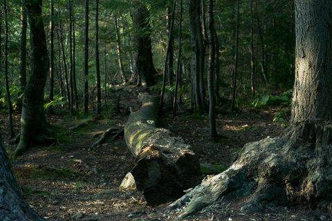 Dense woodland with fallen tree creating natural path