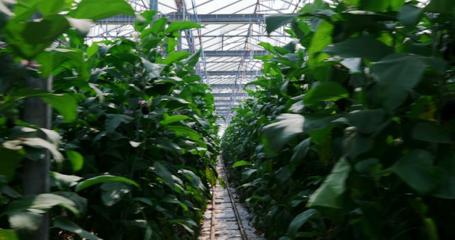 Rows of lush green plants thrive inside a greenhouse, with the sunlight filtering through the transparent roof. This setting showcases modern agricultural practices and the controlled environment necessary for year-round crop production.