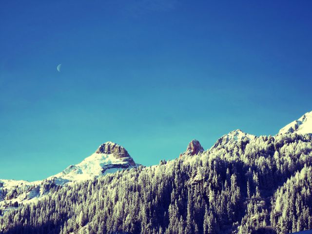 Depicts a beautiful winter scene featuring snow-covered pine trees set against majestic mountain peaks and a clear blue sky with a visible sliver of the moon. Ideal for uses in travel promotions, winter sports advertisements, nature conservation campaigns, seasonal greeting cards, and scenic backgrounds for websites or presentations.