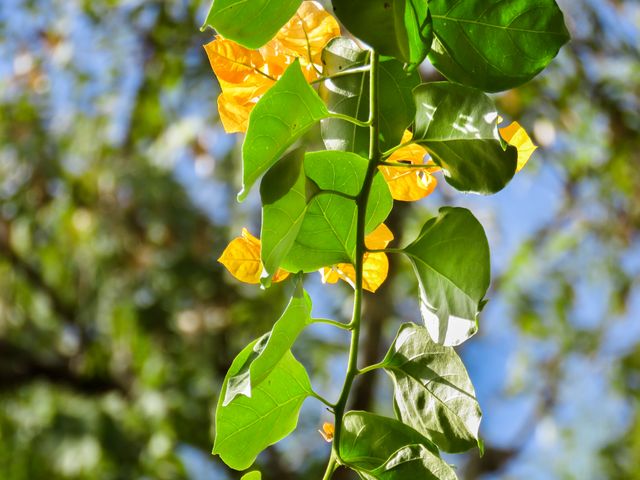 Bright, close-up view of green and yellow leaves on a sunlit vine, perfect for projects related to nature, gardening, botany, and outdoors. Ideal for posters, backgrounds, environmental campaigns, and educational materials on plants and foliage.