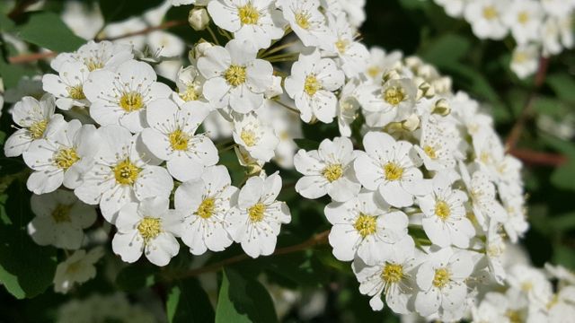Close-Up of Beautiful White Spiraea Flowers Blooming in Spring - Download Free Stock Photos Pikwizard.com
