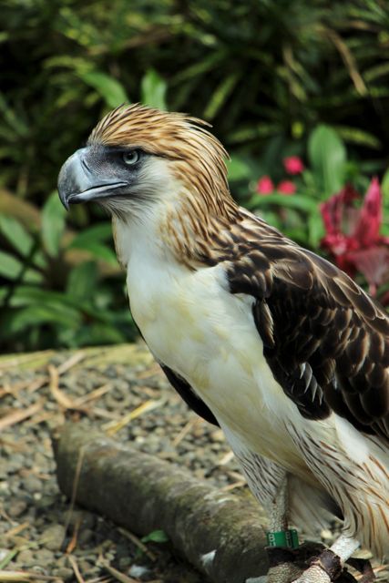 Philippine Eagle in Natural Habitat - Download Free Stock Photos Pikwizard.com
