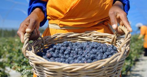 Basket of Freshly Harvested Blueberries in Sunny Agricultural Field