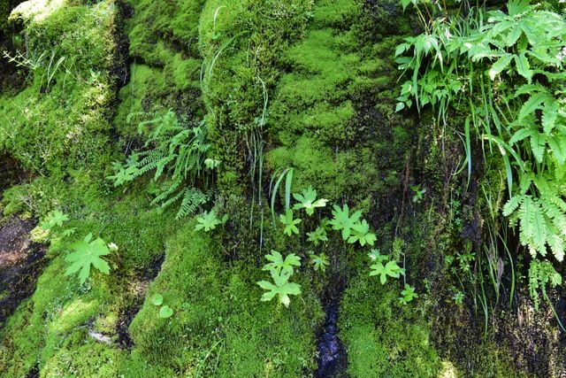 Nature enthusiasts and environmental content creators can use this vibrant image of green moss and ferns to highlight topics about forest ecosystems, flora, and natural beauty. It can also serve as a calming background for presentations or meditation contexts.