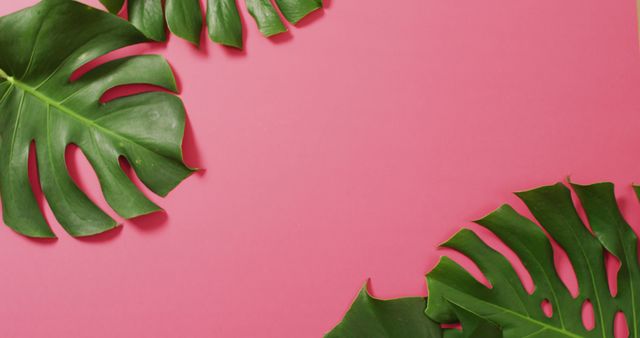 Green monstera plant leaves on pink background with copy space. Tropical, exotic background concept digitally generated image.