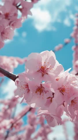Cherry blossom branch swaying in spring breeze with soft bokeh and blue sky