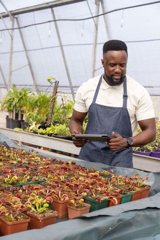 Midadult african american grower checking pitcher plants with tablet in greenhouse nursery
