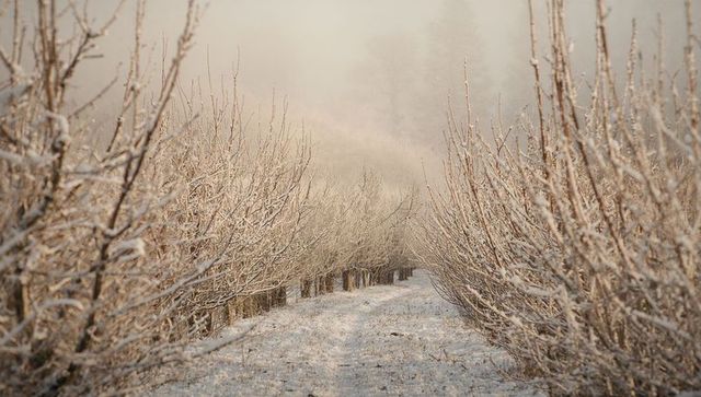 Frosted orchard pathway leading through snow-covered rows in soft morning mist