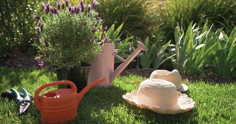 Sunlit backyard gardening tools with lavender, watering cans and straw hats