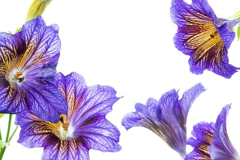 Vivid Floral Artwork with Contrasting Purple Blooms
