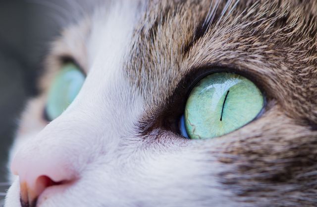 Captivating close-up of a cat's face highlighting its mesmerizing green eyes. Ideal for use in pet-related content, articles on feline behavior, or marketing materials for pet products. Also suitable for veterinary websites or social media posts promoting animal welfare and adoption.