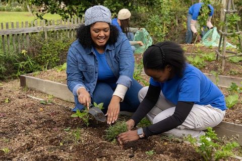 African American women planting seedlings in community garden beds volunteering together