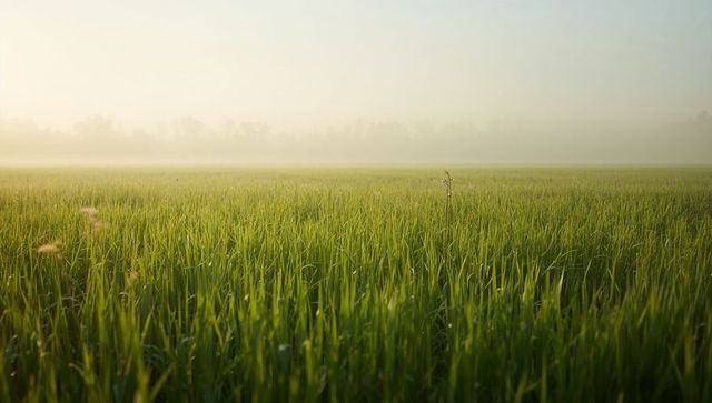 Misty morning green cereal field with lone stalk rising toward glowing golden horizon