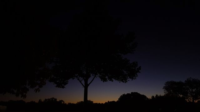 Detailed view features a large tree silhouetted against a twilight sky transitioning from deep orange to blue. Ideal for use in themes of calm, tranquility, natural beauty, and background visuals in websites or digital projects.