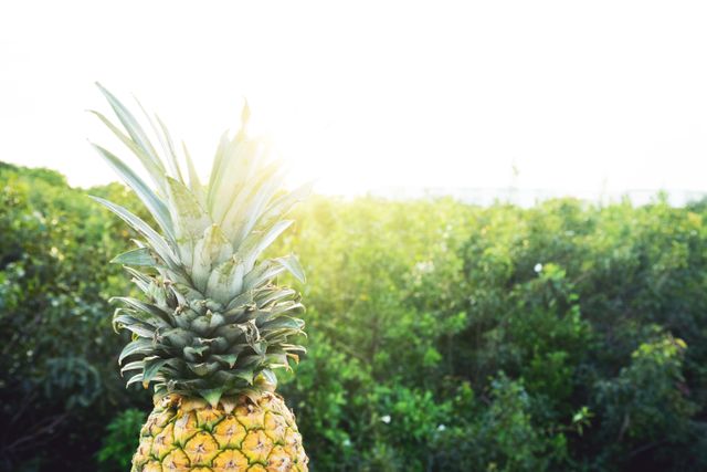 Ripe pineapple standing against lush greenery with sunlight filtering through. Ideal for use in health and wellness campaigns, food and drink advertisements, culinary blogs, or nature-themed promotions. Perfect to highlight freshness, tropical themes, or organic produce.